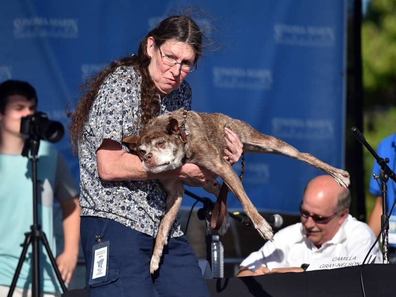 Quasi Modo é apresentado para os juízes do concurso de Cachorro Mais Feio do Mundo, em Petaluma, Califórnia. O cão foi o grande vencedor da competição deste ano