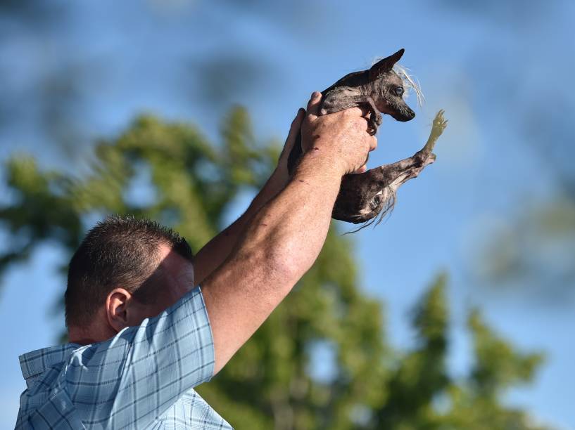 Sweepee Rambo é apresentado para os juízes do concurso de Cachorro Mais Feio do Mundo, em Petaluma, Califórnia