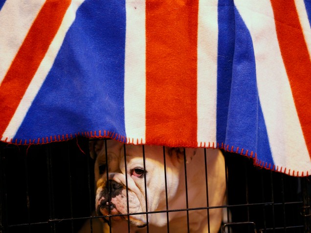 Criadores exibem os melhores exemplares de animais de raça durante Crufts Dog Show, em Birmingham, o maior evento do gênero na Europa