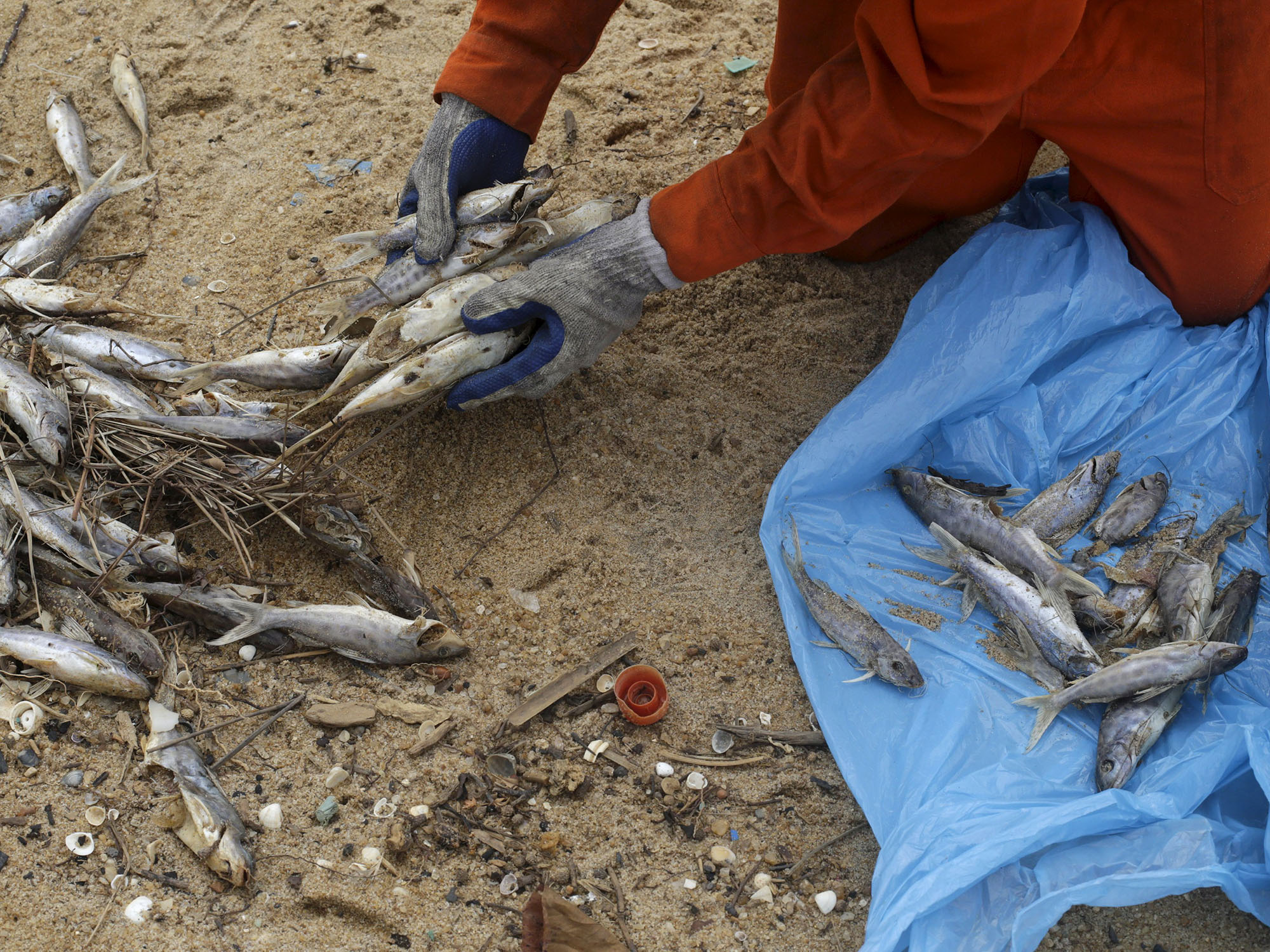 Pescador local trabalhando para uma empresa contratada da Samarco remove peixes mortos na praia de Povoação, no Espírito Santo, inundada pela lama de rejeitos da barragem da mineradora Samarco