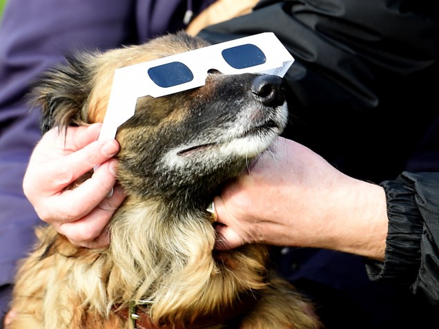 Cachorro usa óculos de proteção durante o eclipse solar em Liverpool, noroeste da Inglaterra
