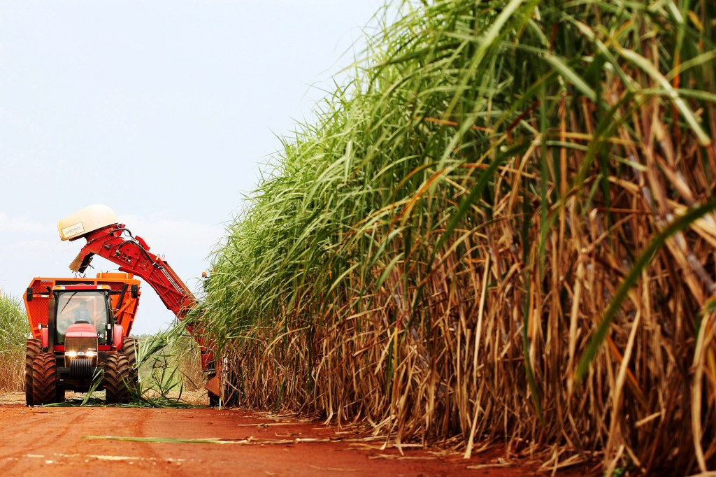 Cerca de 30% da produção de cana-de-açúcar do país pertence a companhias estrangeiras