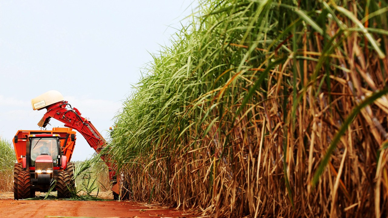Cerca de 30% da produção de cana-de-açúcar do país pertence a companhias estrangeiras