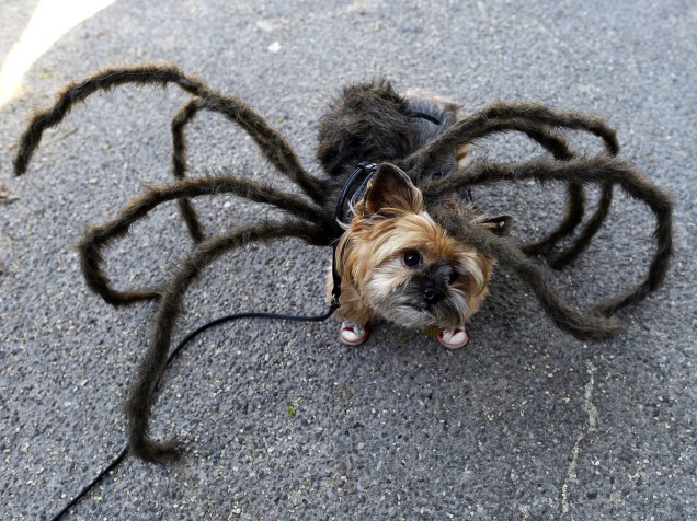 Cachorro vestido de aranha participa do desfile anual de Halloween de cachorro da Tompkins Square, em Nova York, EUA
