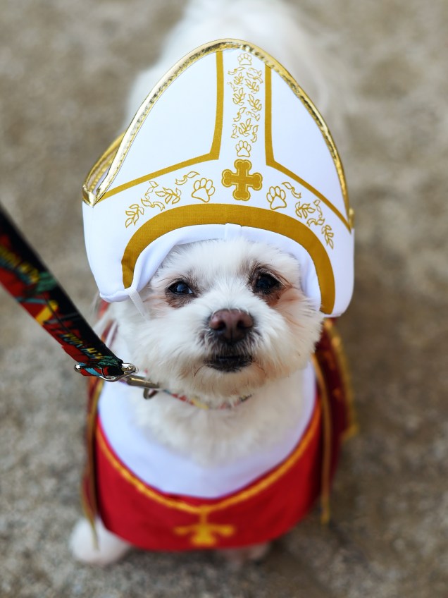 Cachorro fantasiado de Papa durante o desfile de Halloween anual de cachorro da Tompkins Square, em Nova York