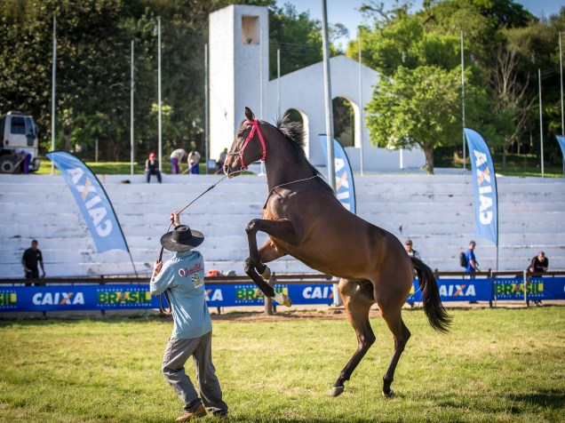 Grande campeão, Puro-Sangue Inglês foi escolhido como o melhor animal na 38ª Expointer, que ocorre entre 29 de agosto e 06 de setembro de 2015 no Parque de Exposições Assis Brasil, em Esteio, Rio Grande do Sul