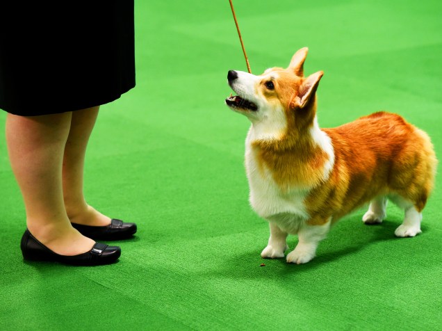 Cão da raça Pembroke Welsh Corgi, na área de julgamento, durante concurso anual de cachorros do Westminster Kennel Club, em Nova York