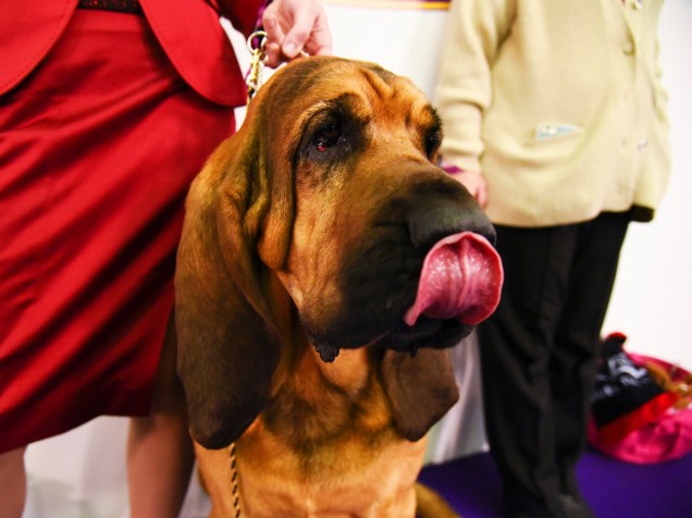 Cão da raça Bloodhound, oriunda da Bélgica, na área de preparação, durante concurso anual de cachorros do Westminster Kennel Club, em Nova York