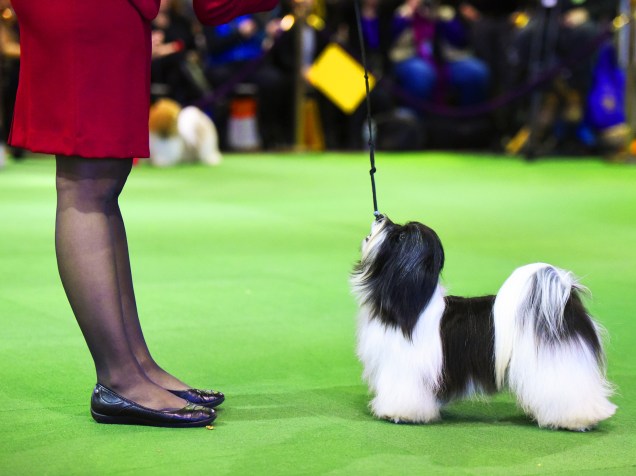 Cão durante competição, no concurso anual de cachorros do Westminster Kennel Club, em Nova York
