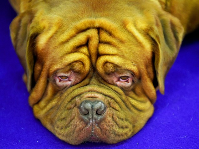 Cão da raça Dogue de Bordeaux, oriunda da França, descansa, durante concurso anual de cachorros do Westminster Kennel Club, em Nova York