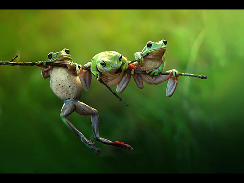 Frog Story, fotografia de Harfian Herdi, da Indonésia