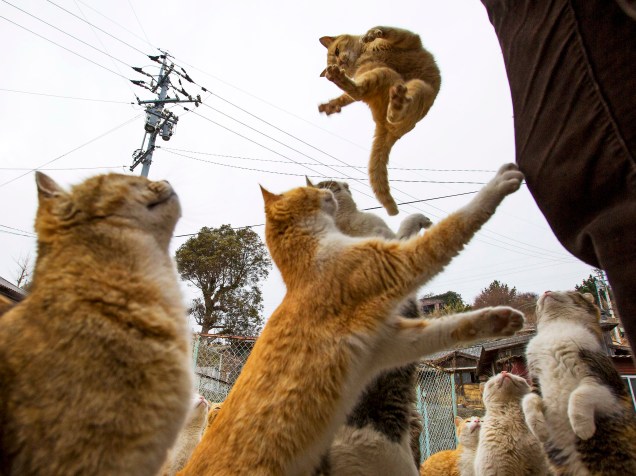 Gatos pulam para pegar comida de turistas que visitam a ilha de Aoshima, sul do Japão