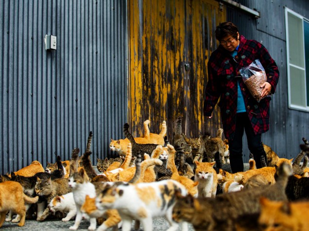 Gatos se aglomeram em torno da enfermeira Atsuko Ogata enquanto ela carrega um saco de comida no local destinado à alimentação dos felinos