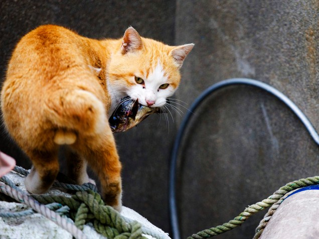 Gato leva um peixe na boca no porto da ilha de Aoshima, sul do Japão, conhecida como a "Ilha dos Gatos"