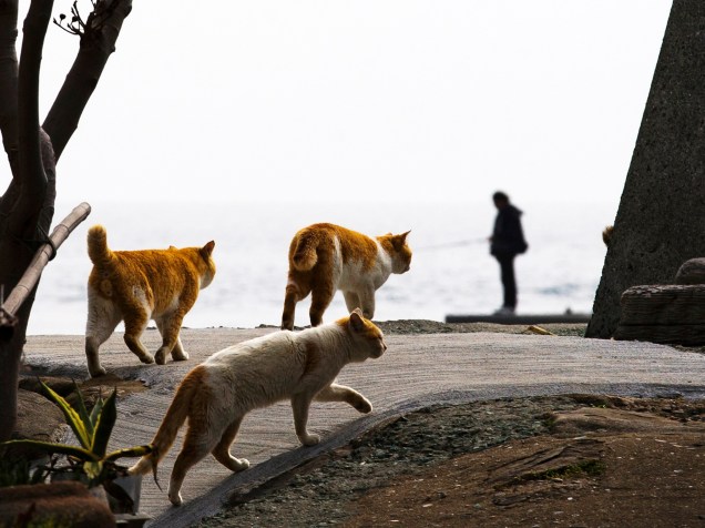 Gatos caminham pelas ruas da ilha de Aoshima, ao sul do Japão