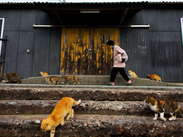 Um verdadeiro exército de gatos ocupa a ilha remota de Aoshima no sul do Japão, abrigando-se em casas abandonadas na vila de pescadores