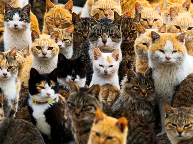Gatos lotam o porto da ilha de Aoshima no sul do Japão. Estima-se que a população felina seja seis vezes maior que a humana