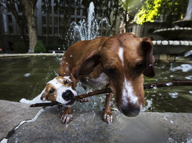Cães brincam com um graveto em uma fonte no centro de Madri, na Espanha - 30/06/2015