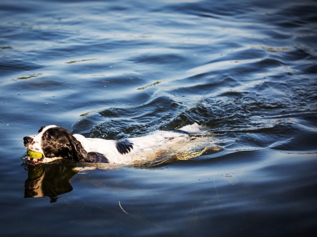 Cão nada no lago Serpentine, no Hyde Park em Londres, na Inglaterra - 01/07/2015