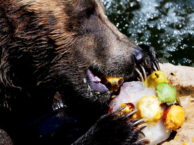 Urso come um sorvete de frutas no jardim zoológico Bioparco de Roma, na Itália - 02/07/2015