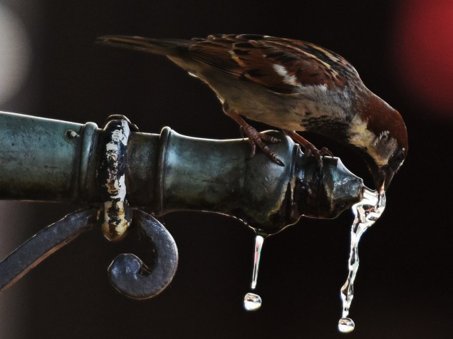 Pássaro bebe água em uma fonte na cidade de Freiburg, na Alemanha - 03/07/2015