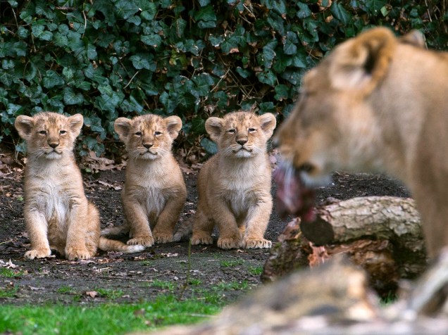 Filhotes de leão nascidos em janeiro, são apresentados ao público no Parque Planckendael em Mechelen, na Bélgica - 30/03/2016