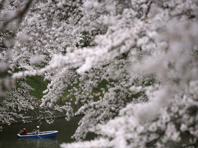 Visitantes fazem passeio de barco no fosso Chidorigafuchi, entre as flores de cerejeira, durante a temporada de primavera em Tóquio, no Japão - 04/04/2016