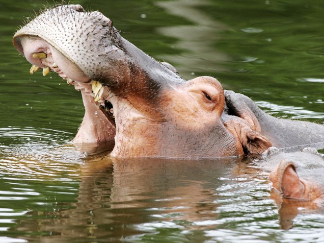 Hipopótamo é visto no zoológico de Curitiba, no Paraná<br><br> 