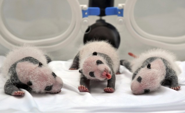 Filhotes de panda gigante, nascidos de inseminação artificial, são fotografados em incubadora em Guangzhou, na China
