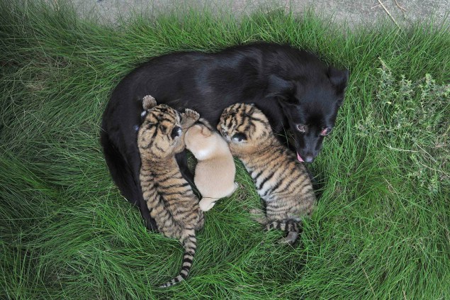 Cadela amamenta dois filhotes de tigre e seu próprio filhote em um zoológico de Hefei, na província chinesa de Anhui