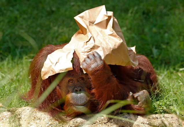 Um orangotango brinca com um saco de papel sobre o sol quente no Zoológico Nacional, em Washington, nos Estados Unidos