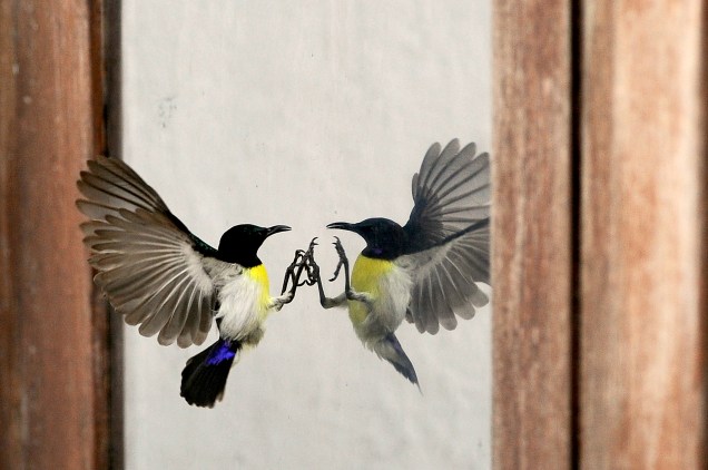 Pássaro tentou pousar na janela de um escritório, na cidade de Colombo, capital do Sri Lanka