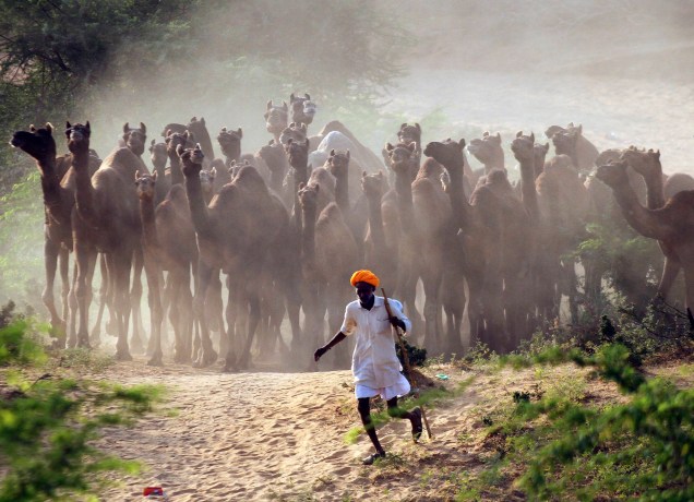 Na Índia, um criador de camelos é visto em meio à um rebanho, no deserto de Pushkar Fair, conhecido pelo vasto mercado desses animais