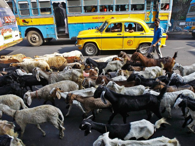 Comerciante segue o seu rebanho de gado em direção a um mercado de gado através de uma estrada movimentada em Calcutá, na Índia - 06/11/2014