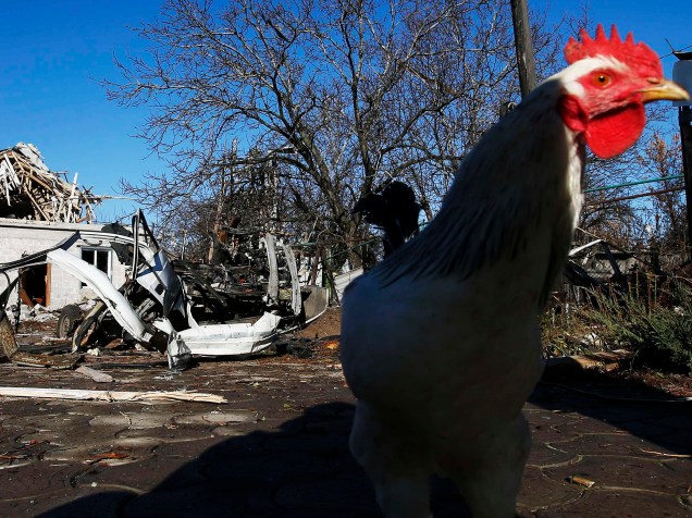 Uma galinha anda perto de um bloco residencial e um carro danificados por um bombardeio em Donetsk, na Ucrânia - 06/11/2014