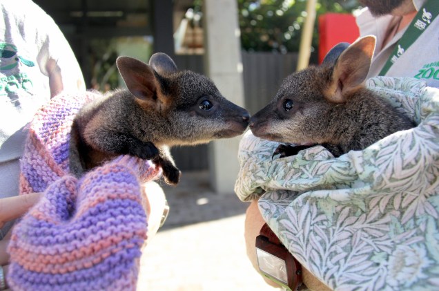 Filhotes de wallaby, parente do canguru, são apresentados no zoológico australiano de Taronga, em Sydney. Os pequenos marsupiais são órfãos, e foram resgatados à beira de uma estrada da região