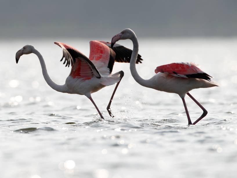 Dois flamingos são vistos em torno de zonas húmidas costeiras em Yancheng, na província de Jiangsu, China. Como o início do inverno no país, as aves começam a sua migração para se abrigar do frio