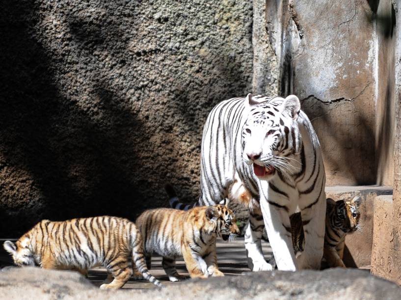 Três filhotes de tigre de Bengala nascidos no zoológico de La Aurora, na Guatemala, são vistos com a mãe durante a sua apresentação à imprensa, nesta segunda-feira (10)