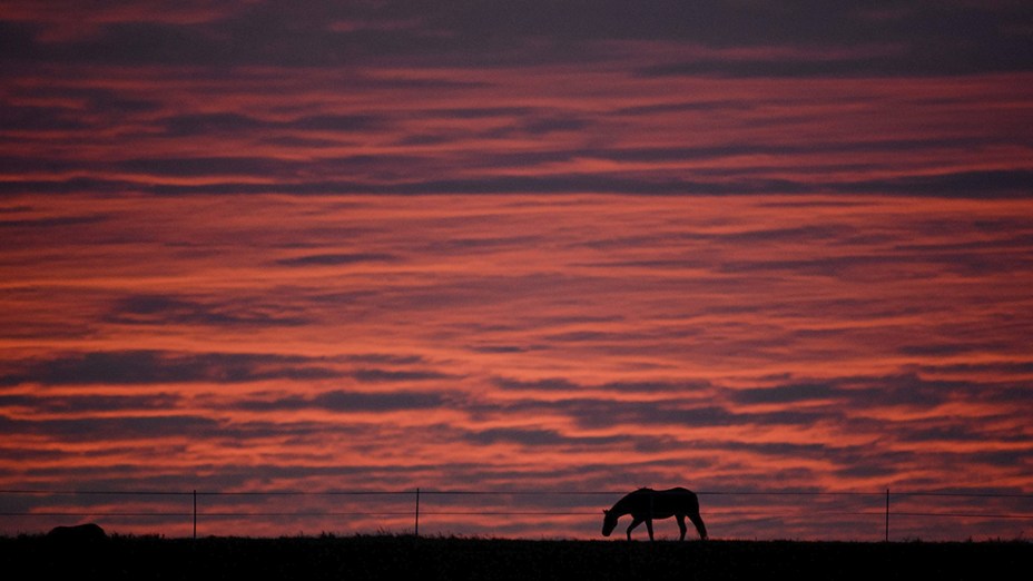 Na imagem, a silhueta de um cavalo enquanto a pasta ao amanhecer, em um campo perto da cidade de Luehnde, região da Baixa Saxônia, Alemanha 