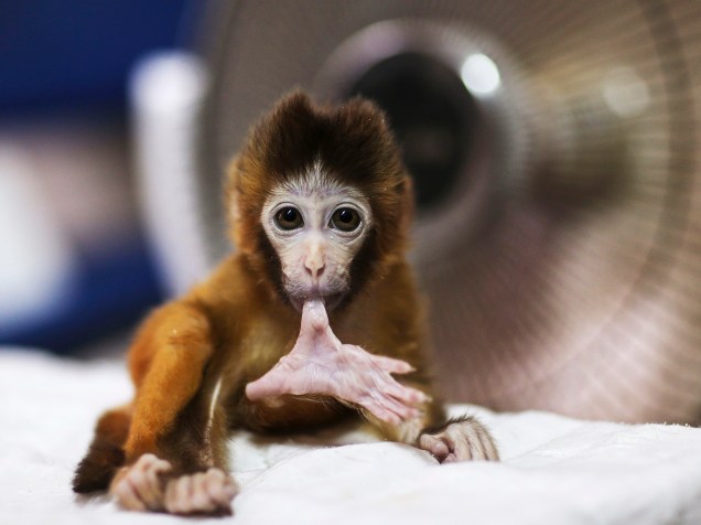 Um macaco de três meses de idade, morde seu dedo do pé na frente de um aquecedor de ar em um parque de vida selvagem em Kunming, província de Yunnan, na China