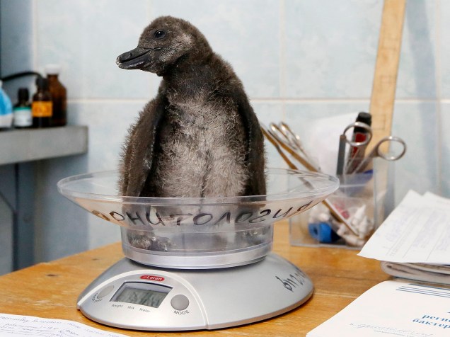 Pinguim africano de 3 semanas, é pesado antes de ser alimentado no zoológico Royev Ruchey nos subúrbios de Krasnoyarsk, na Sibéria - 14/11/2014