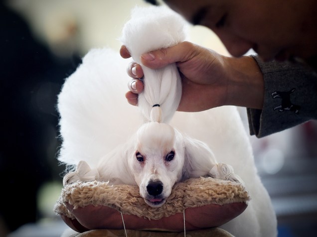 Homem ajeitou o penteado de sua mini poodle durante competição no International Pet Show em Pequim, na China
