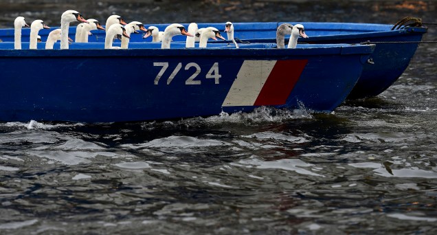 Cisnes foram retirados de barco de um lago da cidade de Hamburgo, na Alemanha. Todos os anos, as aves são coletadas a e levadas para quartéis de inverno onde são alimentadas e cuidadas até a primavera