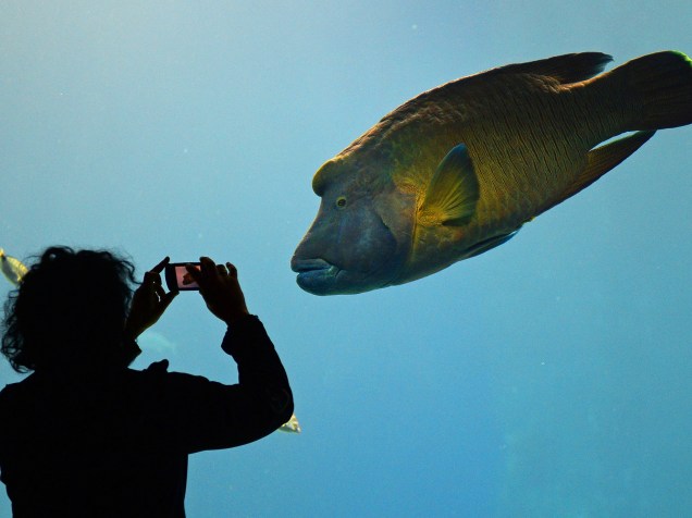 Mulher fotografou um peixe gigante, no Africarium, inaugurado no zoológico de Wroclaw, na Polônia