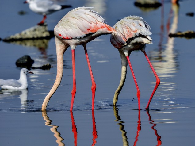 Flamingos fotografados enquanto buscavam alimento nas águas do Golfo Pérsico, em Kuwait City, no Kuwait