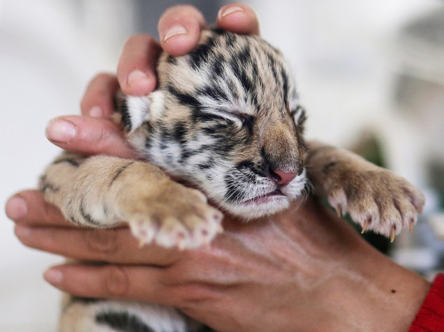 Filhote de tigre é acariciado dentro de uma incubadora em um parque de vida selvagem em Kunming, na província de Yunnan, na China - 24/11/2014