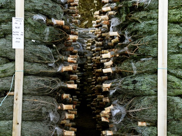 Imagem mostra uma pilha de árvores cortadas em uma fazenda de Brassy, na região norte-central francesa de Morvan, a principal região do país para o cultivo de árvores de Natal - 24/11/2014