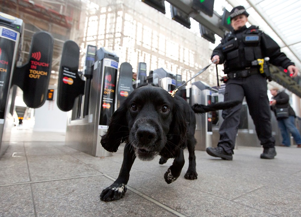 Cão farejador é visto no metrô de Londres, na Inglaterra. O trabalho da polícia com cães pelas estações da cidade faz parte da Semana de Conscientização Contra Terrorismo