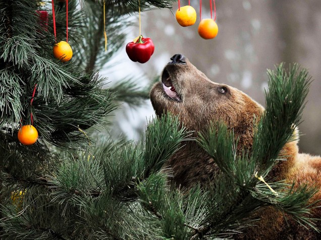 Urso marrom sobe em uma árvore de Natal decorada com frutas e peixes no zoológico de Hamburgo, na Alemanha