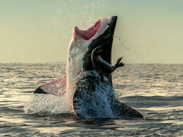 Fotógrafo registrou momento incrível de foca escapando de tubarão, na África do Sul